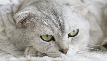 麻豆全集:探寻夜晚的秘密与心灵的共鸣